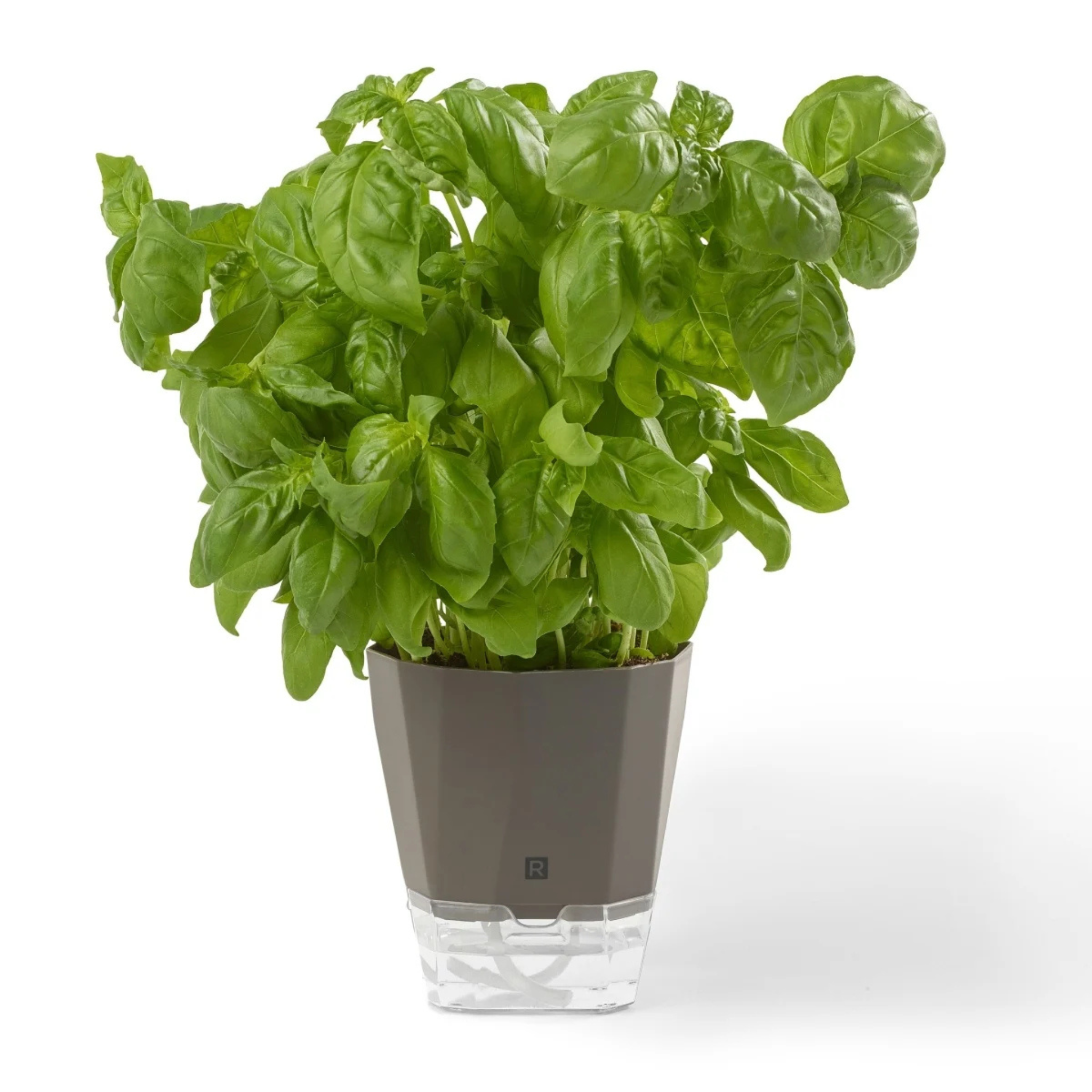 Self-Watering Herb Pot - Ricardo