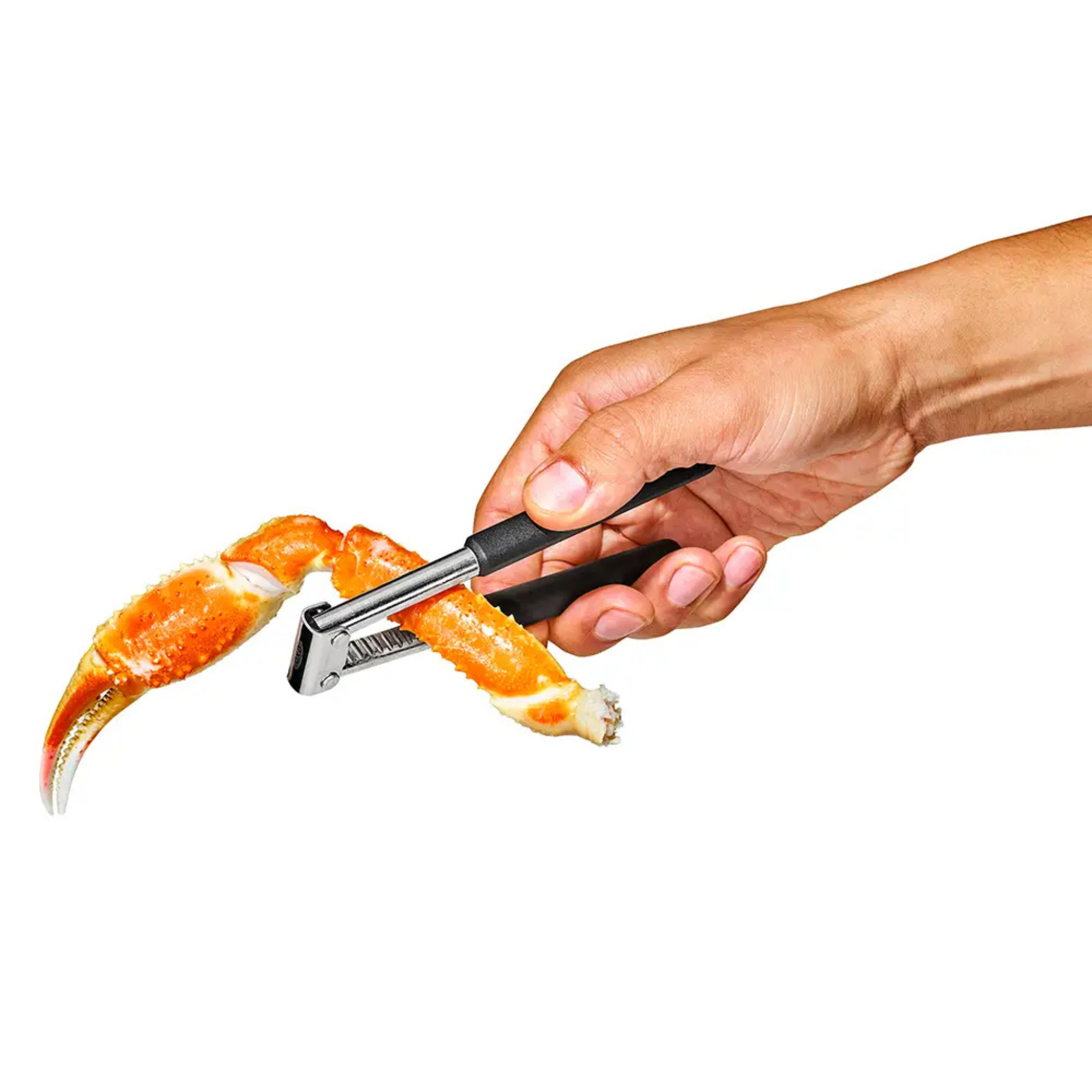 détail dents casse coquille