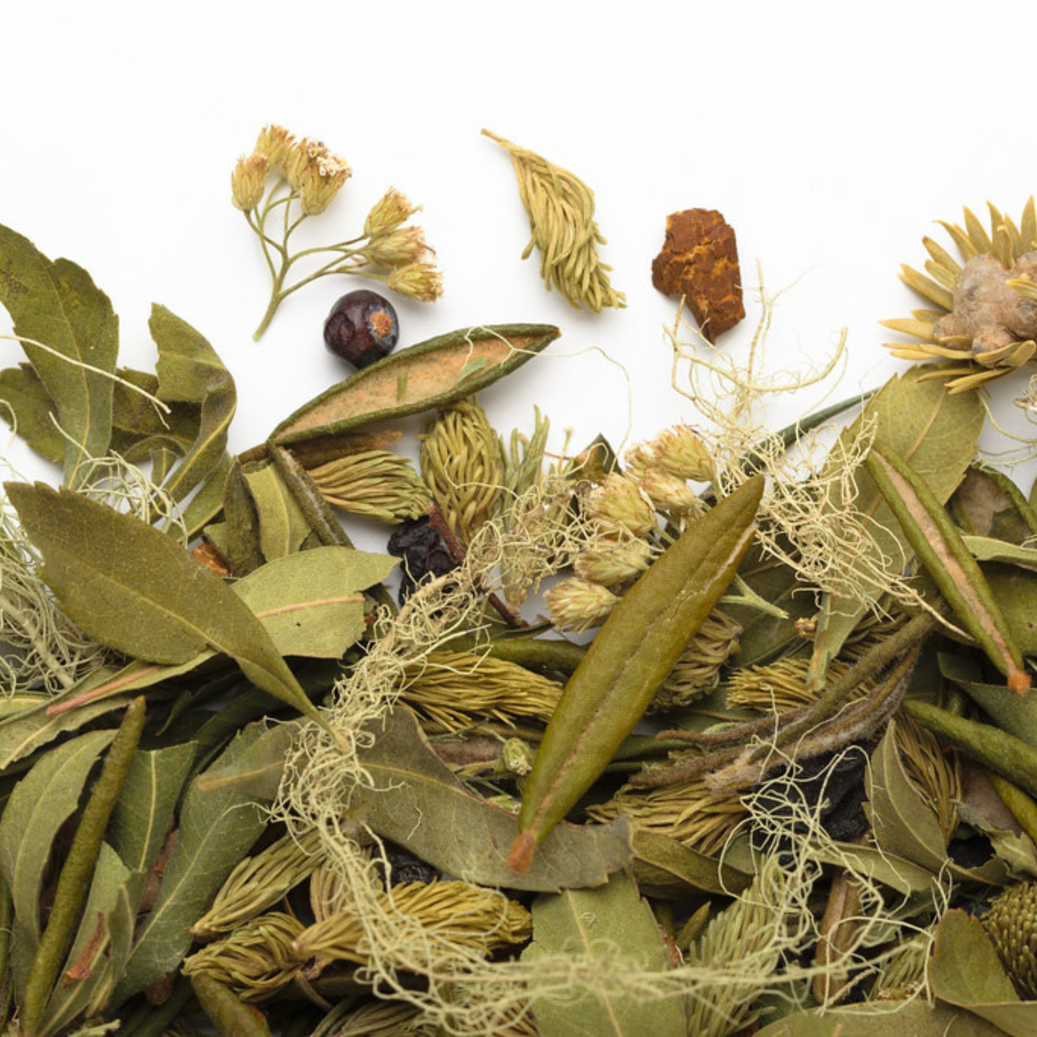 Tisane La Taïga Sauvage 20 g - Camellia Sinensis