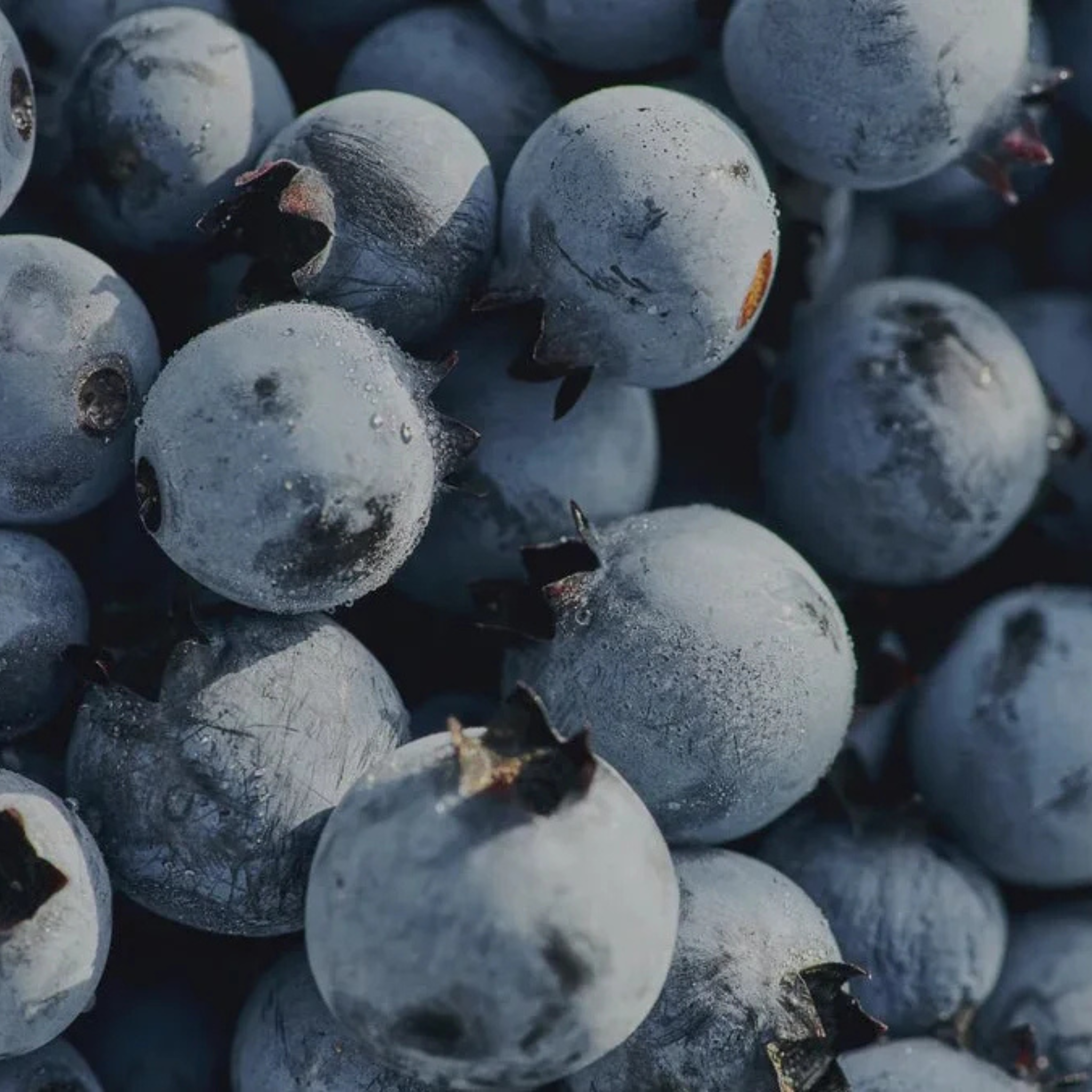 Trio découverte tartinades aux bleuets - Délices du Lac-Saint-Jean
