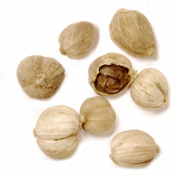 Cardamome blanche chinoise 15g - Épices de cru